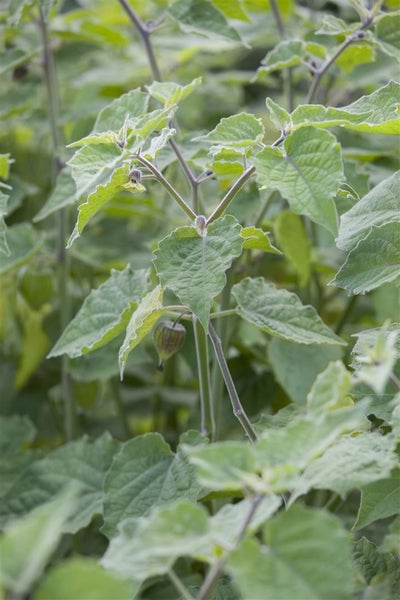 Nahaufnahme einer Andenbeerenpflanze mit Blättern und Frucht