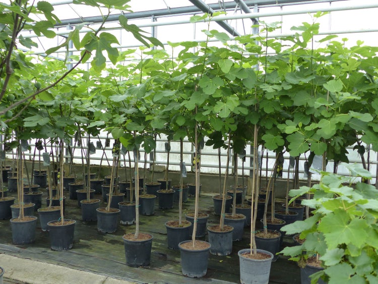 kompakter Feigenbaum 150 - 180 cm Obstbaum, winterhart, Ficus Carica, Feige
