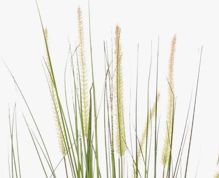 Lampenputzergras mit grünen Halmen und hellen, flauschigen Blütenähren.