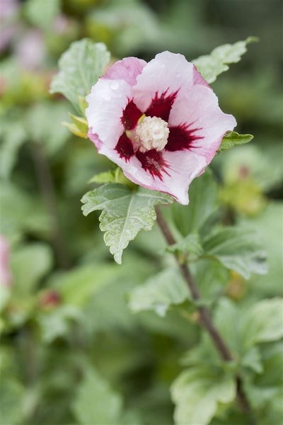 Hibiscus syriacus 'Hamabo', Roseneibisch, rosa Blüten, 80–100 cm