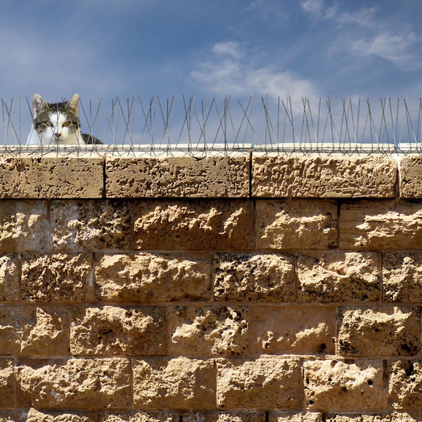 NIEDERBERG METALL Taubenabwehr Spikes - 300cm Kunststoff Tauben Abwehrleiste mit 60 Vogel Abwehr Spikes - Taubenabwehr Balkon Vogelabwehr für Dachbalken - Vogelschutz Dach Solaranlage Photovoltaik