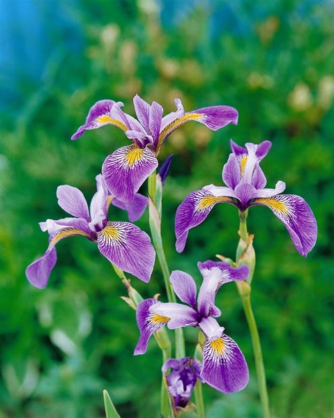 Iris versicolor, Blauflagge, violett, ca. 9x9 cm Topf