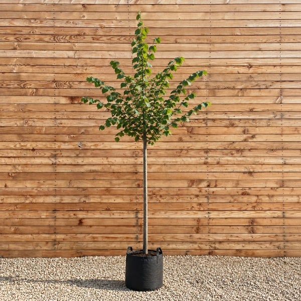 Junger Baum als Hochstamm in einem schwarzen Kunststoffcontainer mit beidseitigen Tragegriffen.