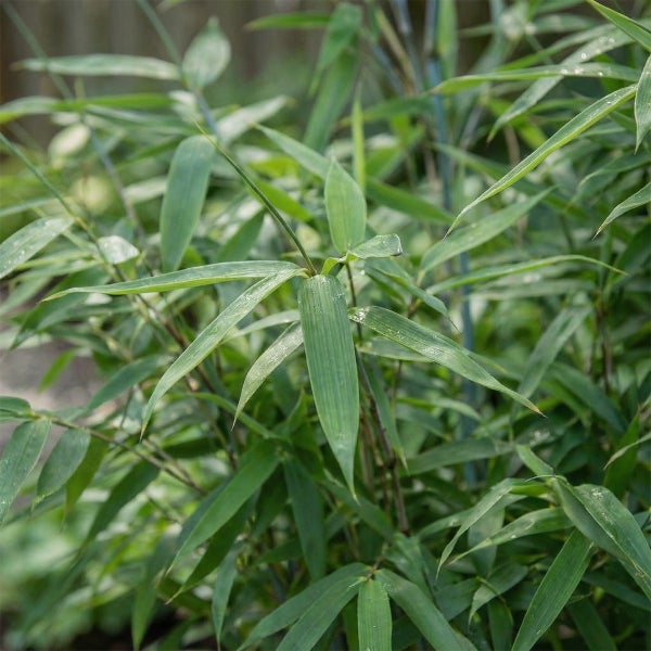 Nahaufnahme einer Bambuspflanze mit langen, schmalen grünen Blättern für den Garten.