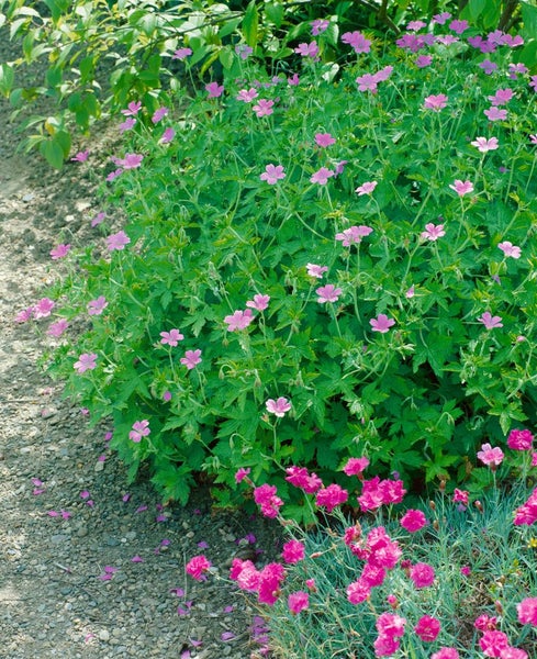 Gartenszene mit Storchschnabel und Nelken