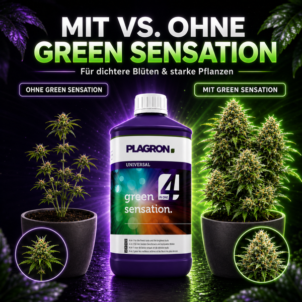Plagron Green Sensation Pflanzendünger Flasche im Vergleichsbild zur Wirkung auf das Blütenwachstum von Pflanzen.