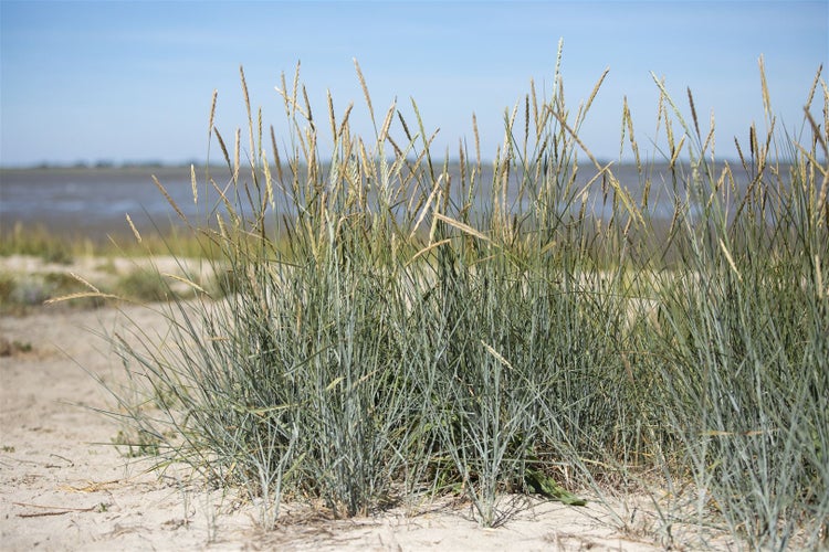 Ammophila breviligulata, Strandhafer, ca. 9x9 cm Topf