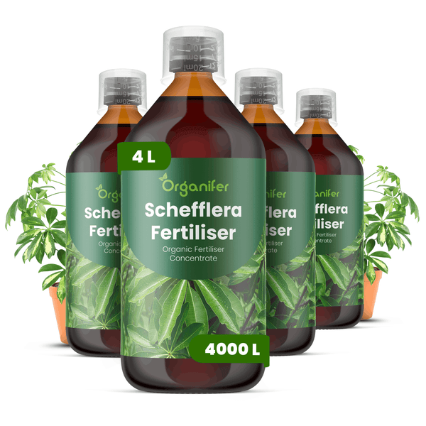Vier Flaschen Organifer Schefflera Dünger, 4 Liter organisches Flüssigdüngerkonzentrat mit Dosierkappe.