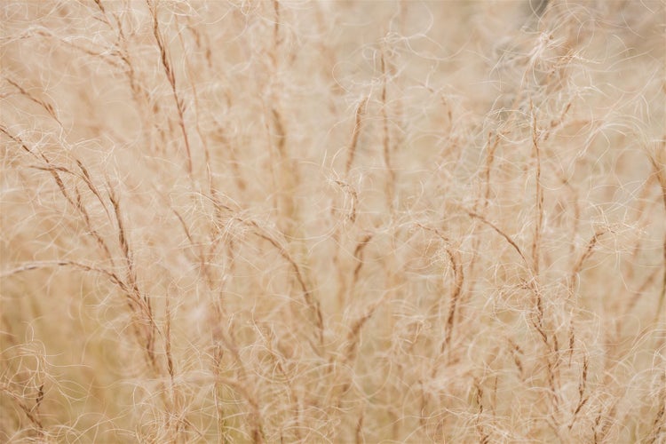 Stipa tenuissima, Zartes Federgras, ca. 9x9 cm Topf