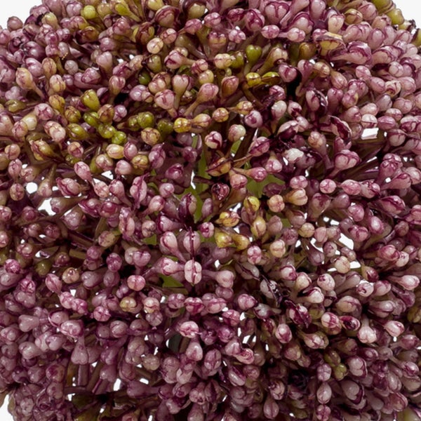 Nahaufnahme einer Allium-Blüte mit vielen kleinen lila Blütenknospen.