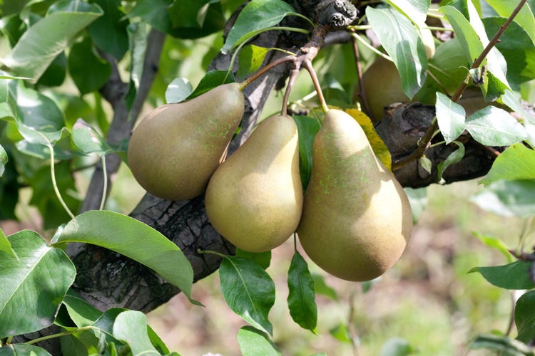 Pyrus communis 'Conferencebirne', Birne, 150–200 cm