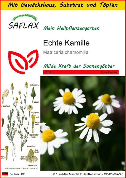 SAFLAX Anzucht Set - Echte Kamille - Matricaria chamomilla - 300 Samen - Mit Mini-Gewächshaus, Anzuchtsubstrat und 2 Töpfen