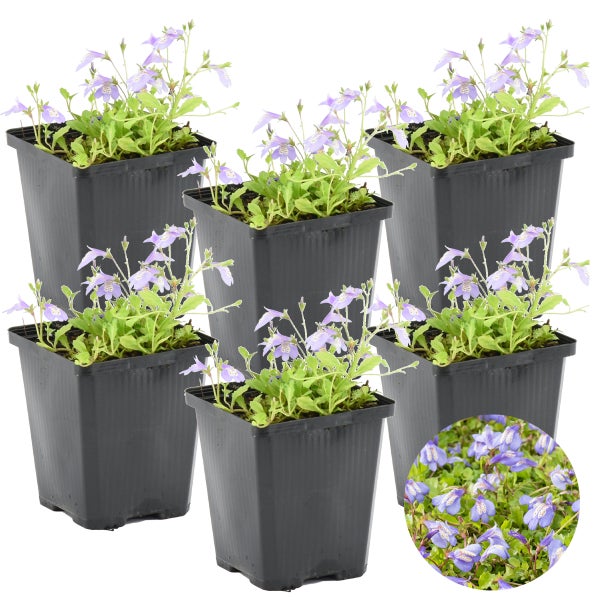 6x Mazus Reptans – Blaue Mazus – Teichpflanze – Bodendecker – Zone 1/2 – ⌀09cm – ↕15-25 cm