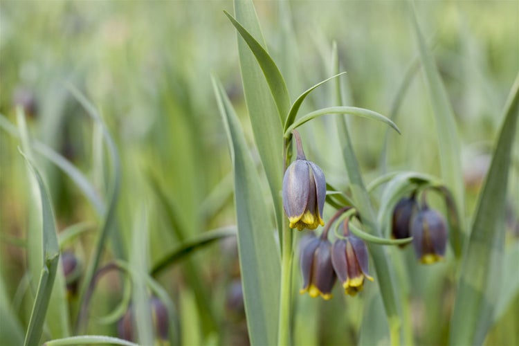 Fritillaria michailowskyi, Schachblume, gelb-braun, ca. 9x9 cm Topf