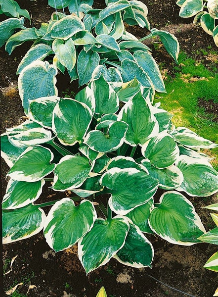 Hosta x fortunei 'Minuteman', Funkie, grün-weiß, ca. 11x11 cm Topf