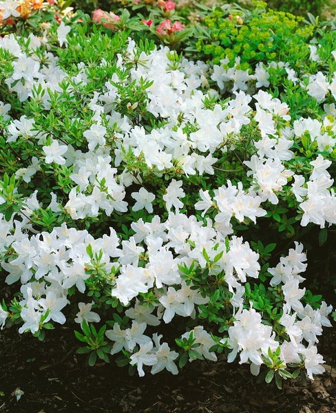 Rhododendron obtusum 'Adonis', Azalee, rosa Blüten, 20–25 cm