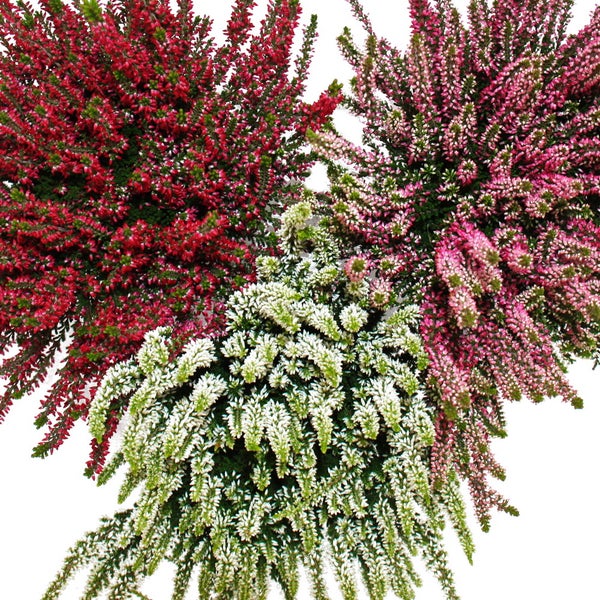 Calluna vulgaris Set mit 6 Pflanzen Besenheide Heidepflanze winterhart 11cm Topf  3 versch. Farben