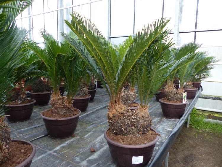 Mehrere Cycas revoluta Pflanzen in braunen Kunststofftöpfen in einem Gewächshaus mit strukturierten Stämmen und bogenförmigen grünen Blättern.