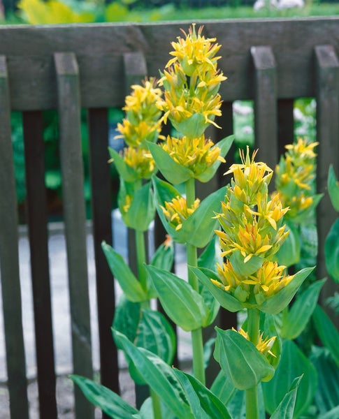 Gentiana lutea, Gelber Enzian, ca. 9x9 cm Topf
