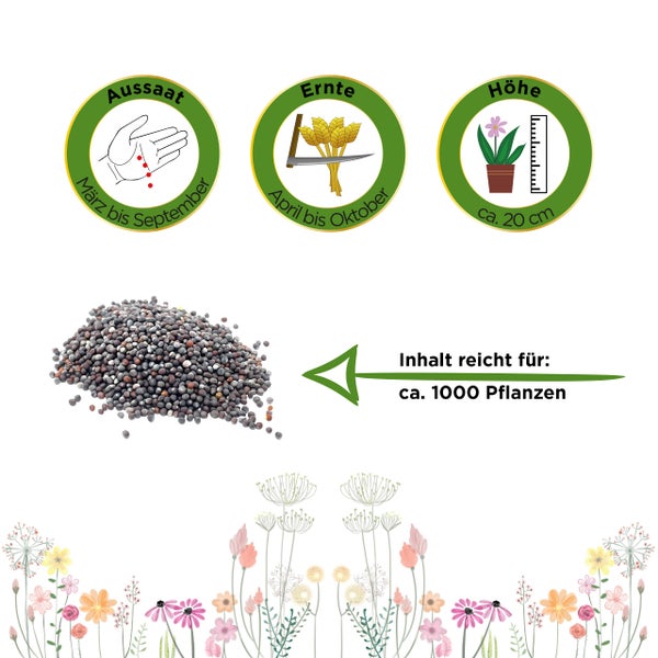 Infografik Pflanzensamen: Aussaat März bis September, Ernte April bis Oktober, Höhe circa 20 Zentimeter. Inhalt reicht für circa 1000 Pflanzen.