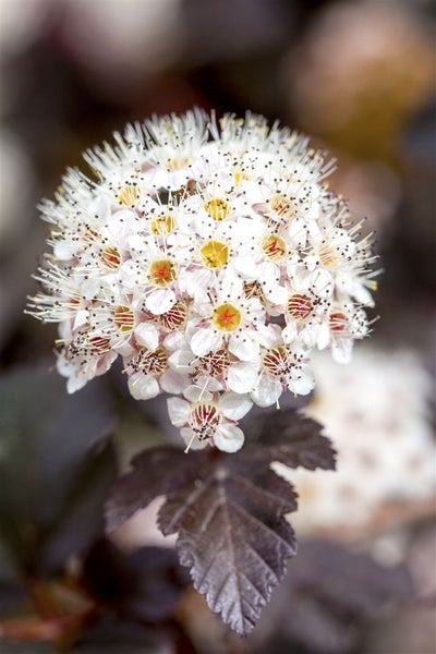 Physocarpus opulifolius 'Diabolo' -R-, Blasenspiere, dunkelrot, 40–60 cm