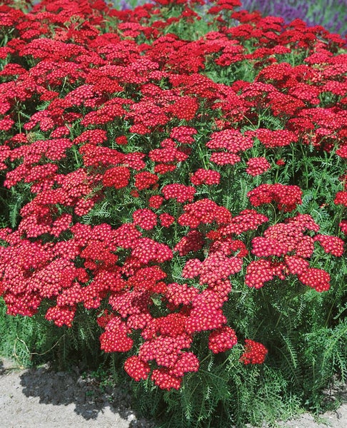 Achillea millefolium 'Christel', Schafgarbe, rosa, ca. 9x9 cm Topf