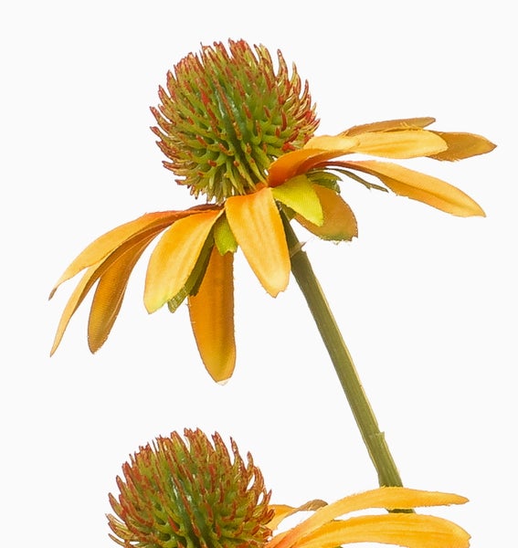Echinacea Sonnenhut Blume mit markantem Blütenkorb und Blütenblättern am Stiel.