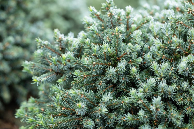 Picea glauca 'Echiniformis', Zwergfichte, kompakt, 40–50 cm