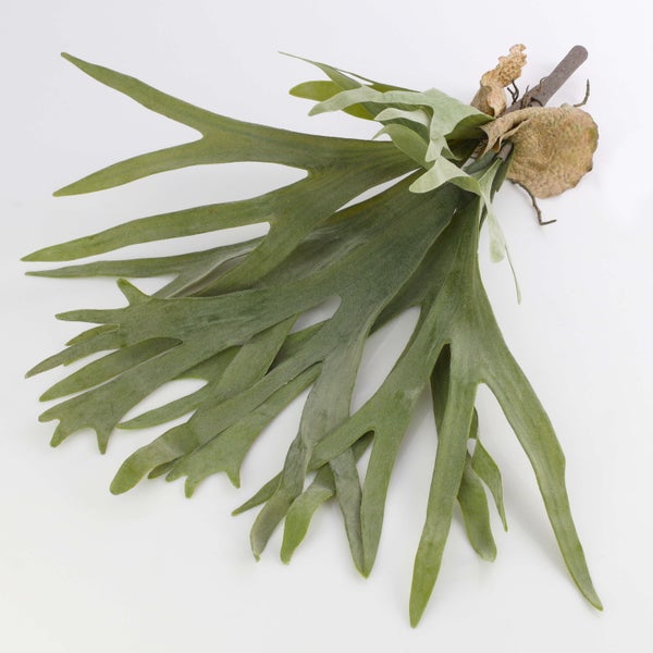 Zimmerpflanze Geweihfarn Platycerium bifurcatum mit grünen, geweiheartigen Wedeln.