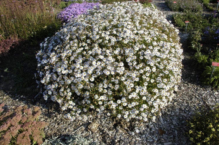 Kalimeris incisa 'Madiva', Japanische Aster, lila, ca. 9x9 cm Topf