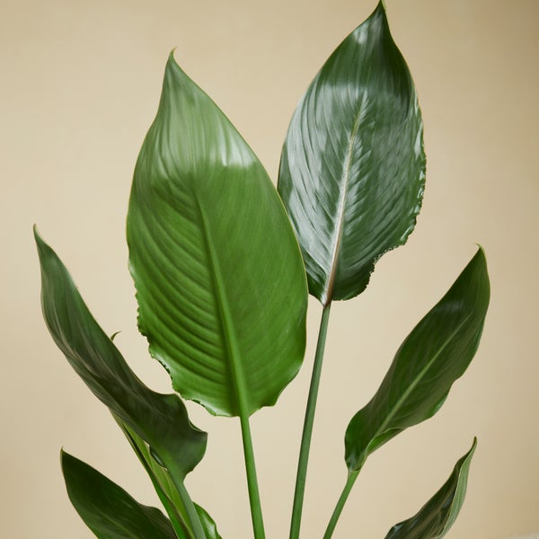 Bloomique - Strelitzia Reginae - Paradiesvogelpflanze - Paradiesvogelblume - Zimmerpflanzen - Luftreinigend - Pflegeleicht - Höhe 60-80 cm - Topf 19 cm