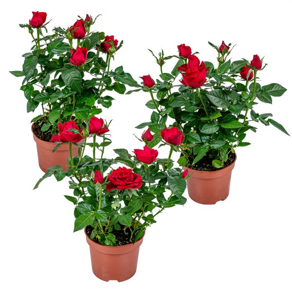 3x Topfrose Rot – Rosa – Terrassen- und Zimmerpflanze – ⌀12cm– ↕20-30cm