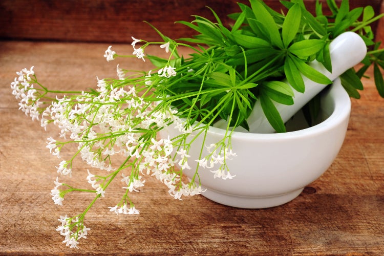 SAFLAX Garden in the bag - Waldmeister - Galium odoratum - 20 Samen - Mit Anzuchtsubstrat im praktischen, selbst aufstellenden Beutel