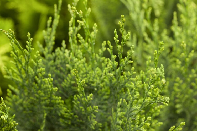 Chamaecyparis lawsoniana 'White Spot', Scheinzypresse, 20–30 cm