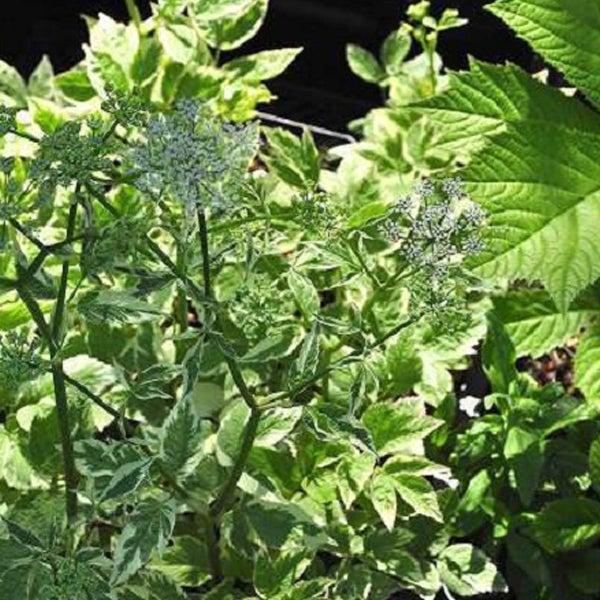 Nahaufnahme einer gefleckten Engelwurz Pflanze