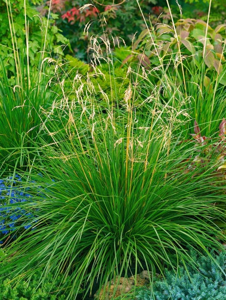 Deschampsia cespitosa 'Tardiflora', Rasen-Schmiele, ca. 9x9 cm Topf