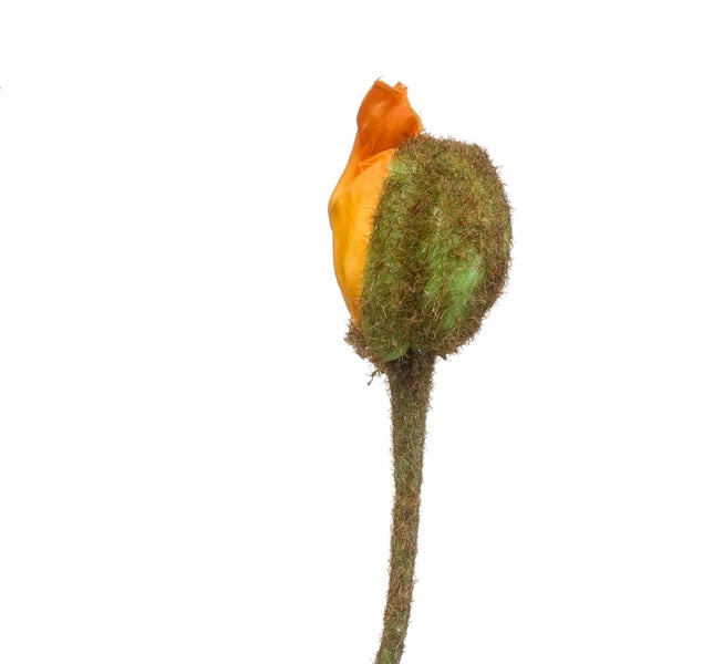 Künstliche Orchideenblüte aus Kunststoff in Hellgrün und Rosa an einem Stiel.