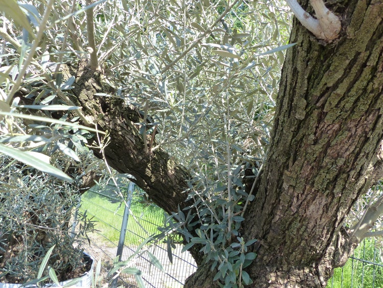 genau dieser Baum L1 Olivenbaum 250 cm, knorrige alte urige Olive winterhart