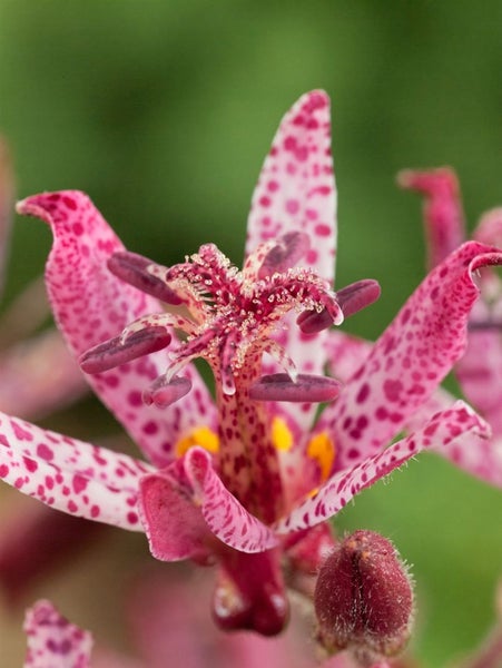Tricyrtis hirta 'Sinonome', Krötenlilie, weiß-violett, ca. 9x9 cm Topf