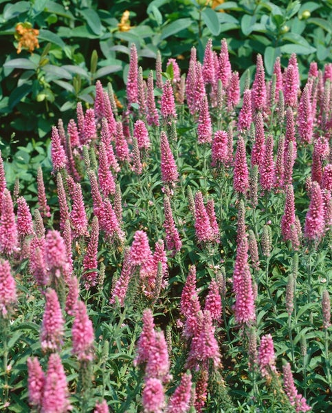 Veronica spicata 'Heidekind', Ehrenpreis, rosa, ca. 9x9 cm Topf