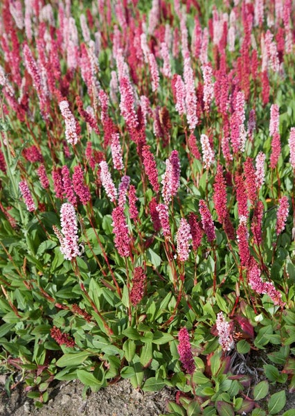 Dichtes Feld von Schlangen-Knöterich Pflanzen mit aufrechten, rosa Blütenähren.