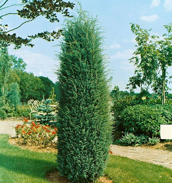 Juniperus communis 'Hibernica', Säulenwacholder, 60–80 cm