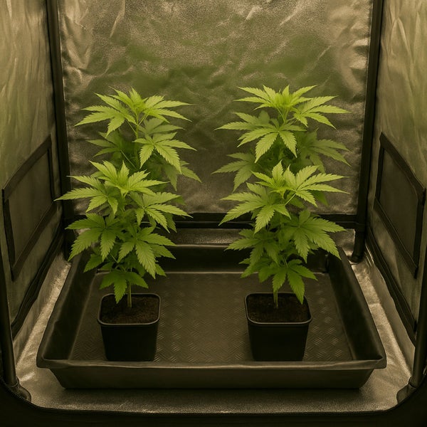 Zwei Pflanzen in Töpfen in einem Growzelt.