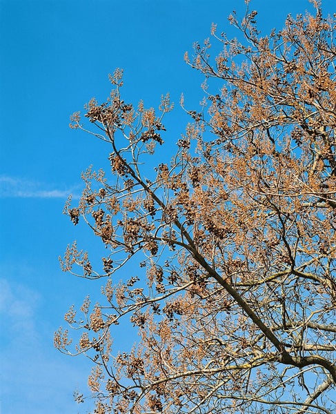 Paulownia tomentosa, Blauglockenbaum, 125–150 cm