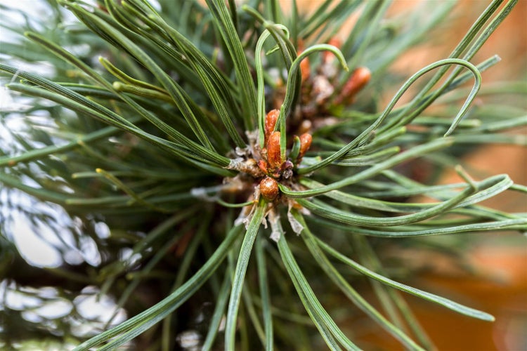 Pinus mugo 'Klostergrün', Bergkiefer, immergrün, 70–80 cm