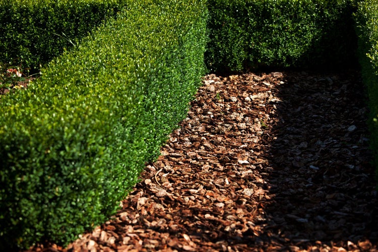 Buxus sempervirens 'Arborescens', Buchsbaum, 40–50 cm