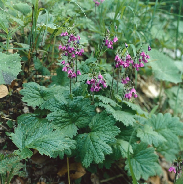 Cortusa matthioli, Alpen-Primel, rosa Blüten, ca. 9x9 cm Topf