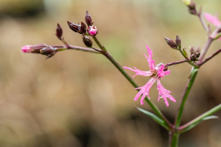 Lychnis flos-cuculi, Kuckuckslichtnelke, rosa, ca. 9x9 cm Topf