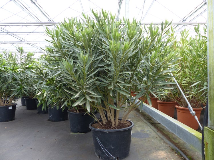 Oleander Premiumqualität 100 - 120 cm Busch Nerium Krone Ø50-60cm Rosenlorbeer Premium rot