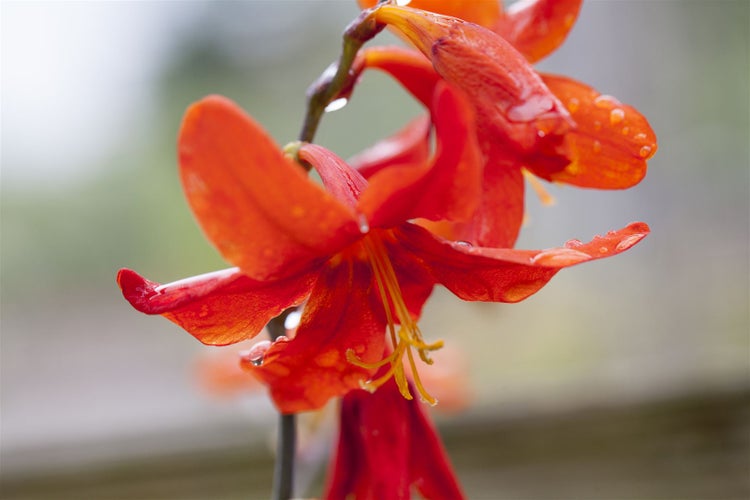 Crocosmia x crocosmiiflora 'Babylon', Montbretie, orange, ca. 11x11 cm Topf